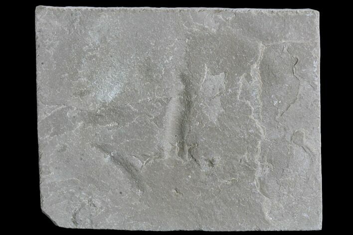 Fossil Bird Track - Green River Formation, Utah #105516